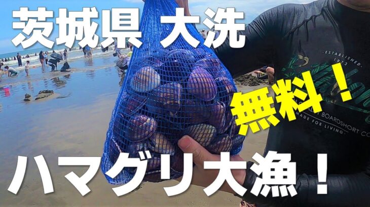 茨城県大洗 潮干狩り！まだまだたくさん獲れます！