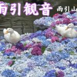 【茨城Flower Spot】2023.6.24雨引観音〜あじさい祭〜桜川市雨引山楽法寺〜
