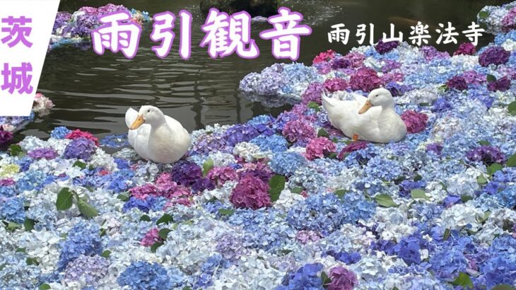 【茨城Flower Spot】2023.6.24雨引観音〜あじさい祭〜桜川市雨引山楽法寺〜
