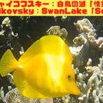 「キイロハギ」「Yellow tang」【4k 水中 UNDERWATER GoPro9】【宮古島　海　サンゴ　魚　シュノーケリング　水族館　観光　移住】