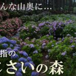 北茨城あじさいの森/日本最大級のアジサイ園/将来人気出ます/紫陽花/絶景/茨城観光旅行vlog