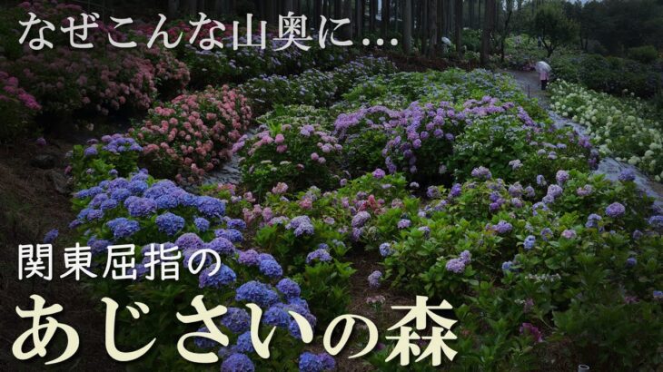 北茨城あじさいの森/日本最大級のアジサイ園/将来人気出ます/紫陽花/絶景/茨城観光旅行vlog