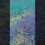 宮古島のサンゴ礁綺麗すぎ😍 #vlog #宮古島 #池間島 #フナクスビーチ#池間大橋 #シュノーケリング #サンゴ礁 #珊瑚礁 #nature #宮古島旅行