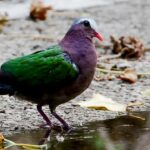 2023.6.29　沖縄県宮古島の野鳥　キンバトの水飲み