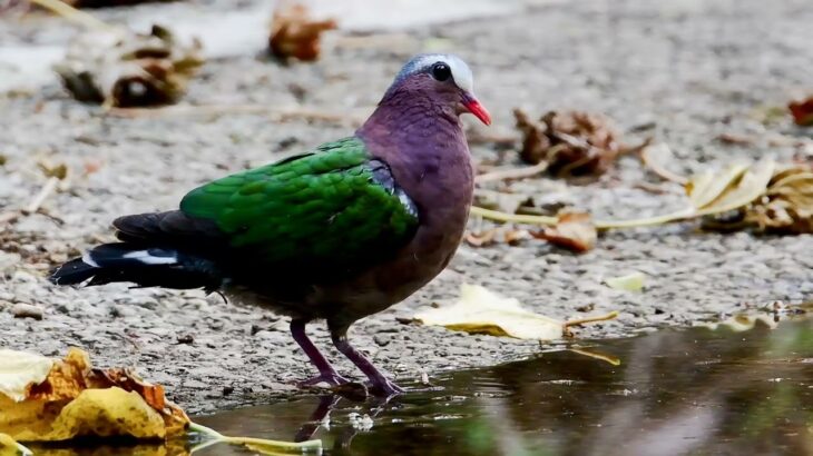 2023.6.29　沖縄県宮古島の野鳥　キンバトの水飲み