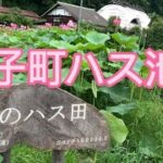 茨城観光　7月上旬大子町のハス池へランクルで行きました。