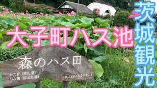 茨城観光　7月上旬大子町のハス池へランクルで行きました。