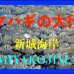 【 HD 水中映像】シマハギの大行進　沖縄県宮古島市新城海岸