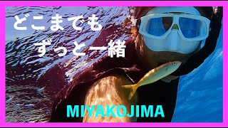 【４K 水中映像】どこまでもずっと一緒　沖縄県宮古島市博愛わいわいビーチ