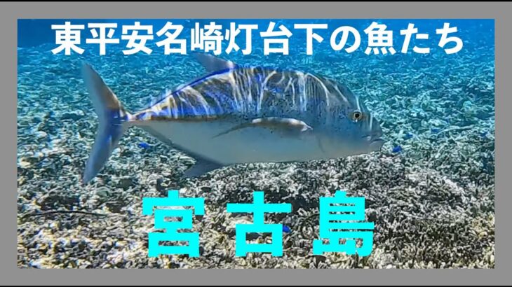 【４K 】東平安名崎灯台下の魚たち　沖縄県宮古島市　カスミアジ（ガーラ）