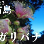 【宮古島Vlog】幸運を呼ぶ幻の華!!宮古島のサガリバナ【宮古島観光】【宮古島暮らし】