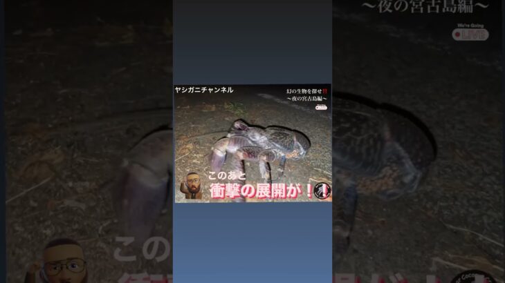 ヤシガニ発見in宮古島