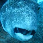 [じっくり観察しよう！モヨウフグ in 宮古島 ② ]     [Stellate puffer in Miyakojima Island]