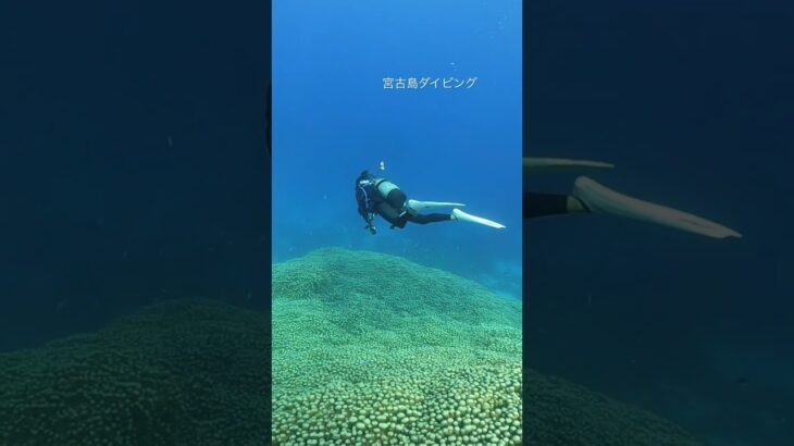 【宮古島ダイビング】ヤビジ遠征#scubadiving #diving #gopro #okinawa