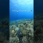 【宮古島ダイビング】ヤビジ。ホワイトガーデン。、#scubadiving #diving #gopro #okinawa