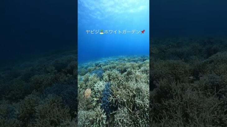 【宮古島ダイビング】ヤビジ。ホワイトガーデン。、#scubadiving #diving #gopro #okinawa