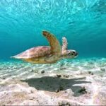 宮古島のウミガメと泳ぐ/sea turtles GoPro11