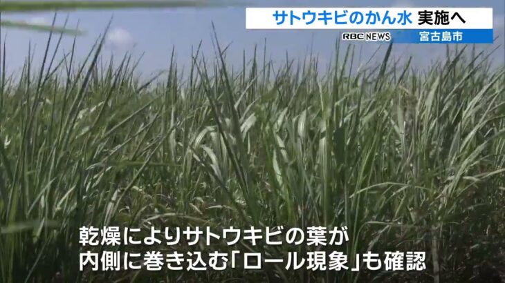 沖縄で少雨続く　宮古島は干ばつ対策で１０日からサトウキビのかん水実施