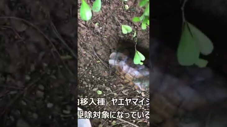 宮古島で超貴重なカメを発見！