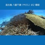 宮古島 八重干瀬（やびじ）２ ★珊瑚