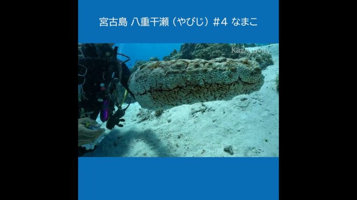 宮古島 八重干瀬（やびじ）４ ★巨大ナマコ