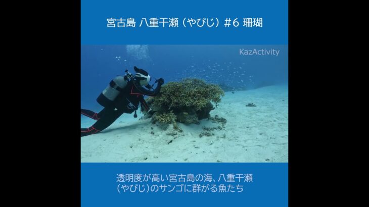 宮古島 八重干瀬（やびじ）６ ★サンゴと魚たち