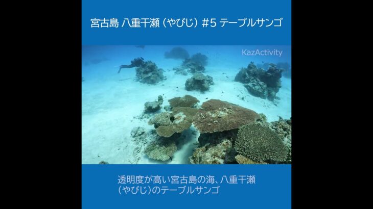 宮古島 八重干瀬（やびじ）５ ★テーブルサンゴと魚たち