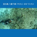 宮古島 八重干瀬（やびじ）８ ★ウミガメ