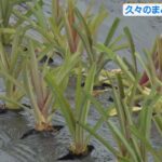 宮古島市で恵みの雨　農作物潤う　平年のひと月の半分の雨量を観測