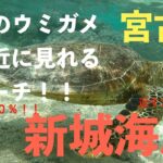 【宮古島】宮古島の広大な海を優雅に泳ぐ天然のウミガメに遭遇【新城ビーチ】