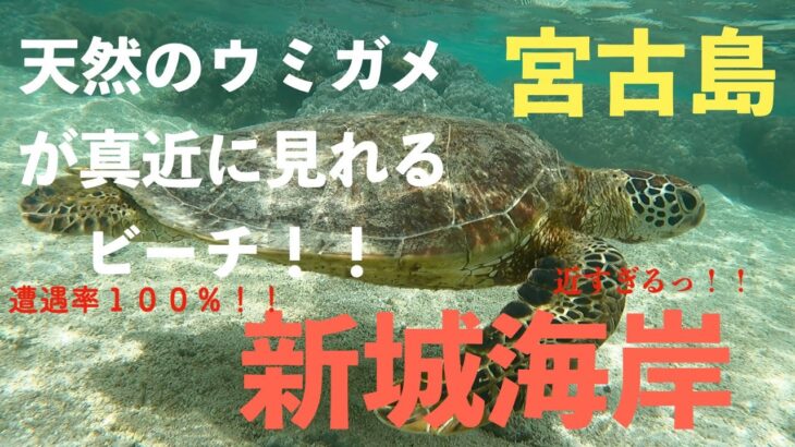 【宮古島】宮古島の広大な海を優雅に泳ぐ天然のウミガメに遭遇【新城ビーチ】