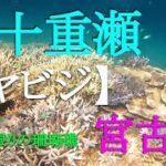 【宮古島】見渡す限りの珊瑚礁へ行き、宮古島の海と日本のグレートバリアリーフを堪能した夏休み【八重千線：ヤビジ】