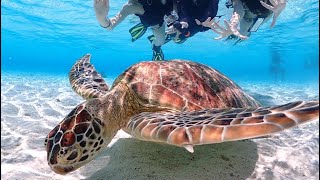 宮古島で海亀と泳ぐ🐢前回の動画を編集し直したものです