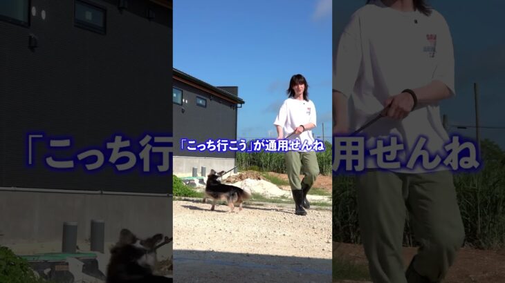 宮古島で保護犬まなちゃんのお散歩