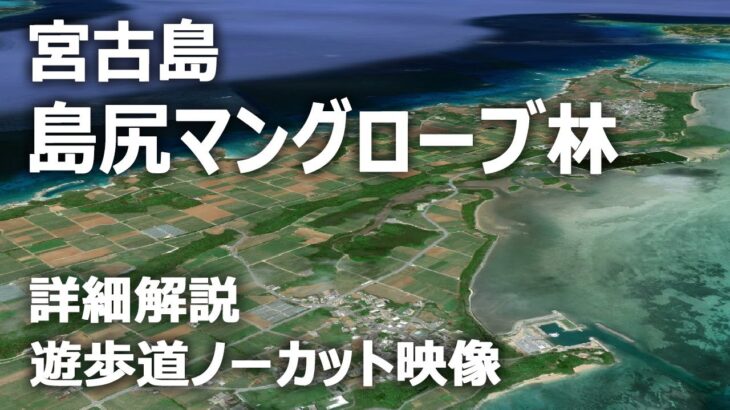 川のない宮古島に群生する貴重な『島尻のマングローブ林』