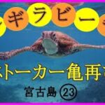2023年 宮古島　シギラビーチ　ストーカーウミガメ　㉓　2023.08.14