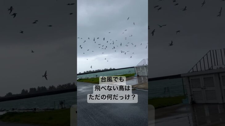 2023年 台風6号　#飛べない鳥　#宮古島旅行 #宮古島ドローン