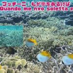 2023年 「サンゴ礁とウミガメ」「Coral reef and Turtle」【4k 水中 UNDERWATER GoPro9】【宮古島　海　サンゴ　魚　シュノーケリング　水族館　観光　移住】