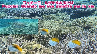 2023年 「サンゴ礁とウミガメ」「Coral reef and Turtle」【4k 水中 UNDERWATER GoPro9】【宮古島　海　サンゴ　魚　シュノーケリング　水族館　観光　移住】