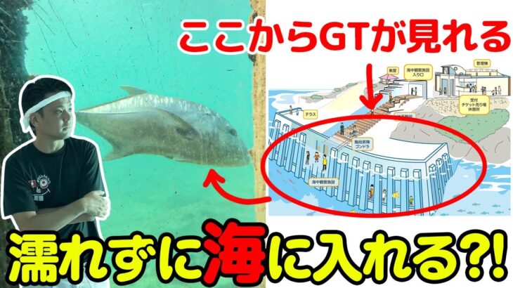 2023年 宮古島にある自然の海が観察できる施設でGTとサメに遭遇！