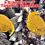 2023年 「ミナミハコフグの幼魚」「Juvenile yellow boxfish」【4k 水中 UNDERWATER GoPro9】【宮古島　海　サンゴ　魚　シュノーケリング　水族館　観光　移住】