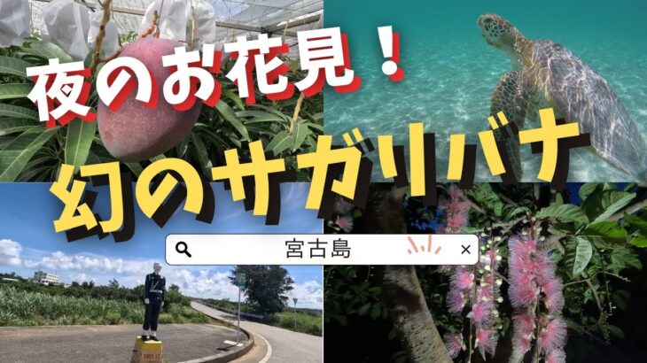 2023年 【宮古島】美しい宮古ブルーの海が魅力的な島で新しい発見！今回は幻のサガリバナ/新城海岸/ユートピアファーム宮古島/ひららバル KOSUMI