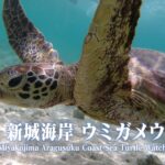 2023年 宮古島 新城海岸 ウミガメウォッチ　Miyakojima Aragusuku Coast Sea Turtle Watch