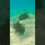 2023年 Turtle diving in Japan, Snorkeling around miyakojima! 宮古島のカメ, 宮古島シュノーケリング  #youtubeshorts