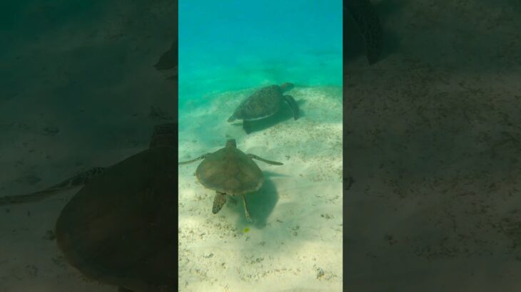 2023年 Turtle diving in Japan, Snorkeling around miyakojima! 宮古島のカメ, 宮古島シュノーケリング  #youtubeshorts