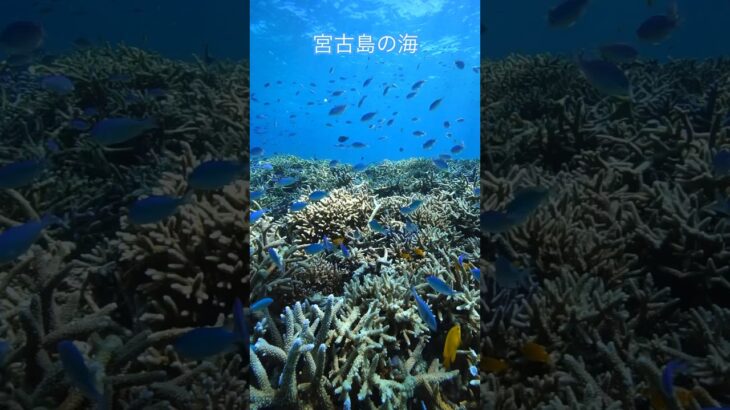 2023年 宮古島の海が最高すぎた！！日本最大の珊瑚　八重干瀬　#miyakojima  #sea