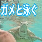 2023年 宮古島に行ってきた！part 2【ウミガメと泳ぐなら絶対にココ！】大満足！