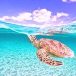 2023年 宮古島ウミガメ/sea turtles/GoProで撮影