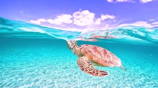 2023年 宮古島ウミガメ/sea turtles/GoProで撮影