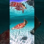 2023年 宮古島のウミガメ/sea turtles/GoProレンタル